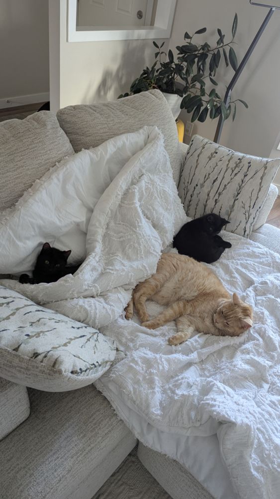 Beatrix and Bill, two tiny black kittens curl up in and on a white blanket on a love seat with Bruce, a senior blond ginger cat.