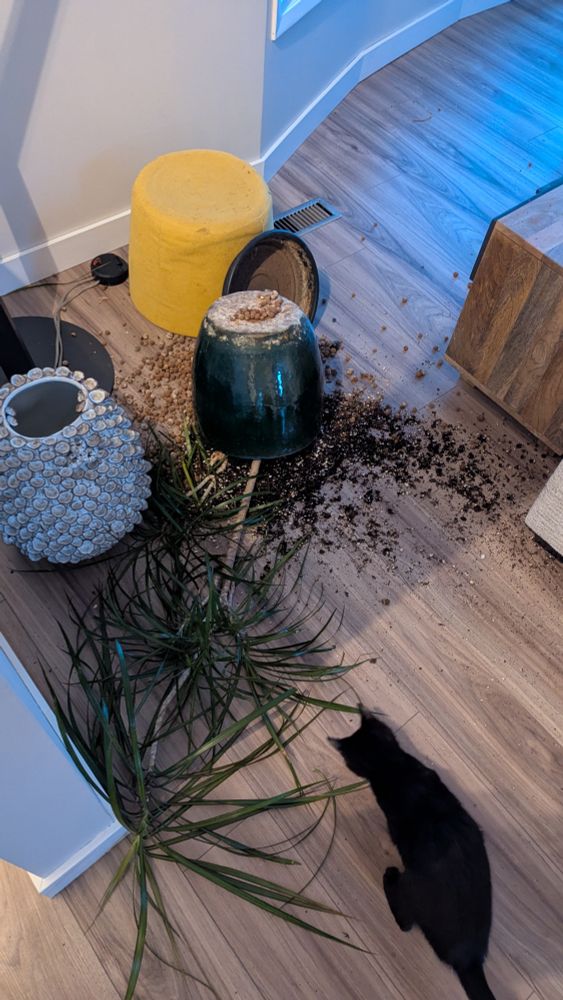 A small, black kitten sniffs around the debris where a large potted draceana has been toppled onto the floor of the living room.
