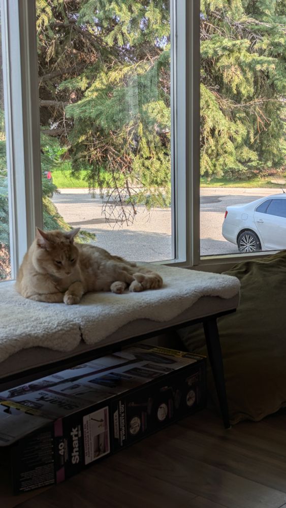 Bruce, a blonde ginger cat, lounges on a bench in a bay window.  He's watching something out of frame, probably his little brother and sister.