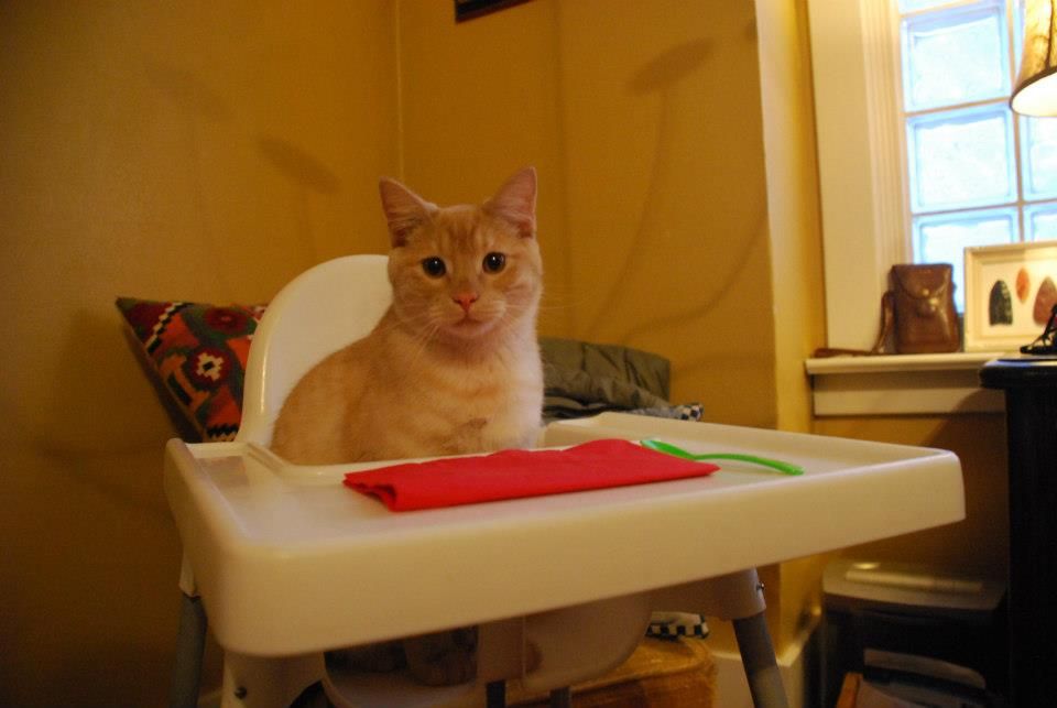 Bruce, the blond ginger cat, sits in a human's high chair.