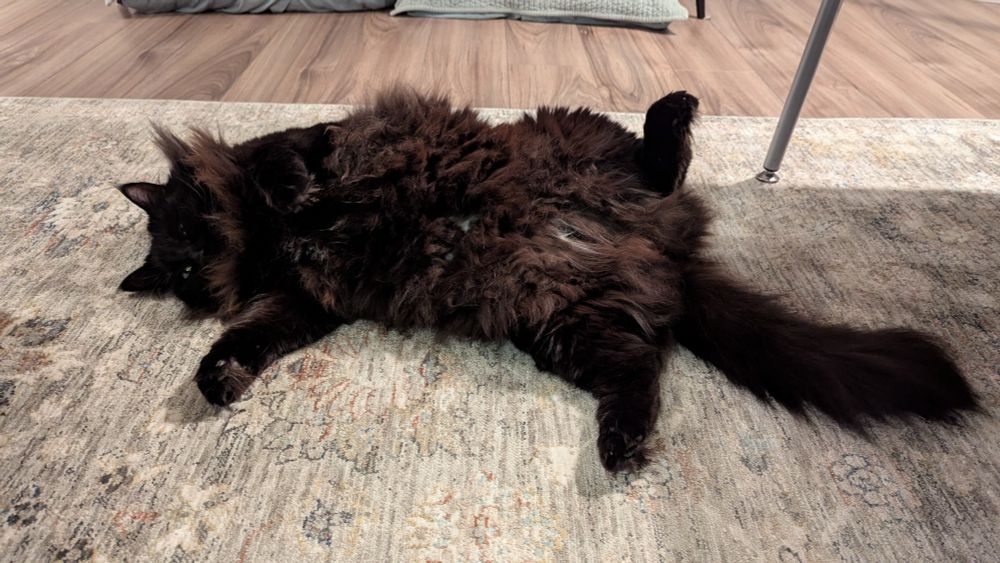An extremely fluffy black cat sprawls on her back on a pale, fuzzy rug.