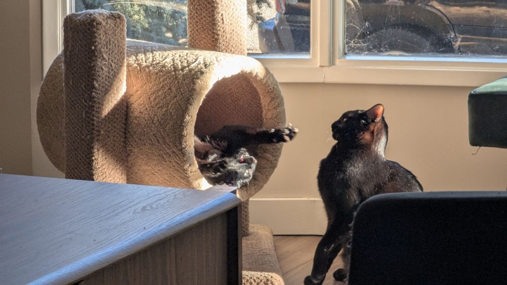 A cat condo next to a bay window, one black cat in the carpeted tube reaches out to bap her twin black cat brother, who leans back, out of reach 