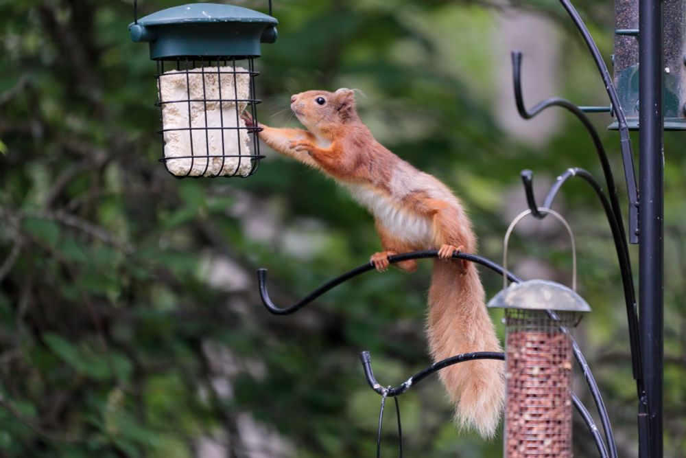 A red squirrel balancing on a metal post, stretching out to reach a wire cage feeder filled with food.