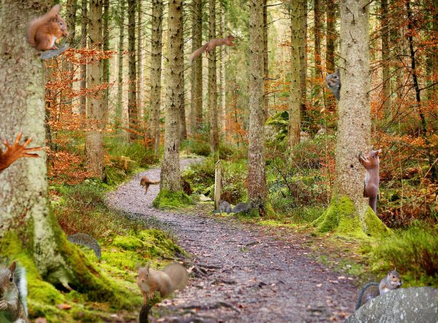 A photo of a path through autumn woodland. Red and grey squirrels have been edited into the image, hidden amongst the trees.