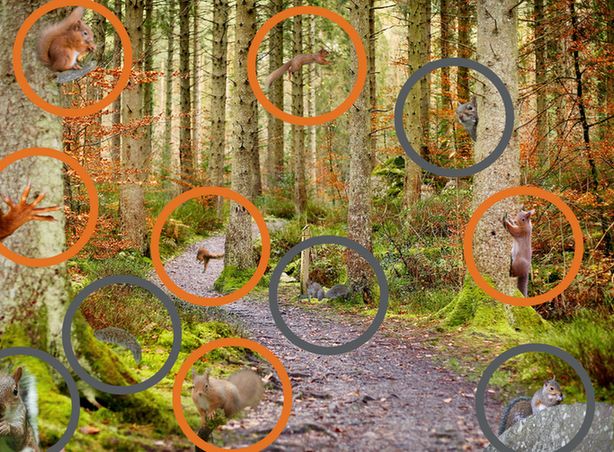 A photo of a path through autumn woodland. Red and grey squirrels have been edited into the image, hidden amongst the trees. Six red squirrels are in the image, now highlighted by orange circles. Five grey squirrels are circled in grey.