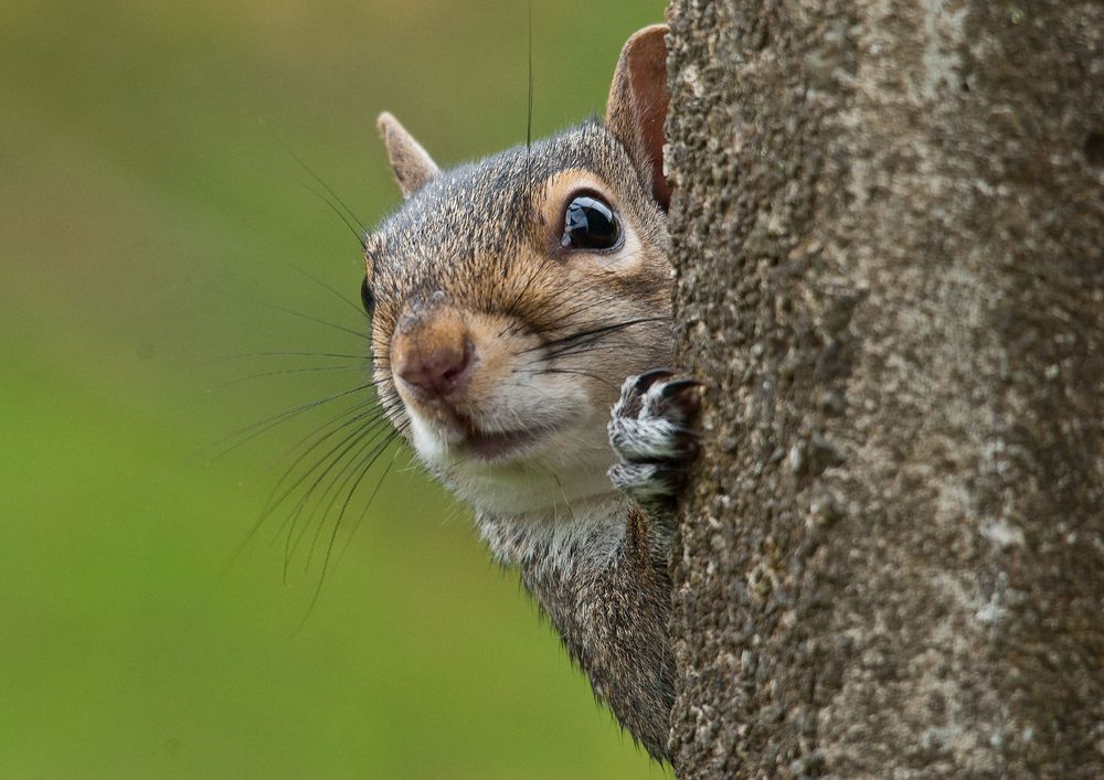 A grey squirrel poking its head around the side of a tree.