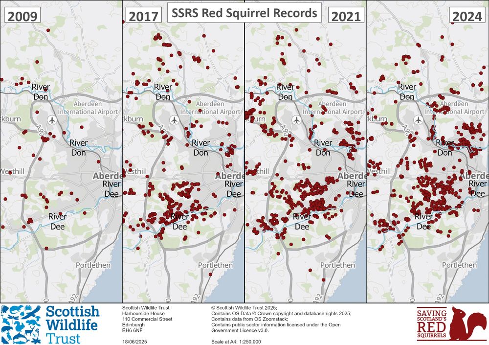 Four maps of Aberdeen from 2009, 2017, 2021 and 2024, with red dots indicating red squirrel sightings. The first map from 2009 has only a few red squirrel sightings, with more red dots on each subsequent map.