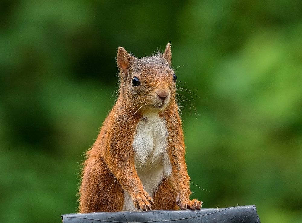 A red squirrel looking alert.