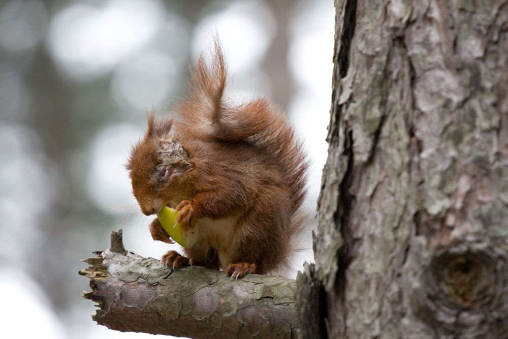 A red squirrel in a tree, holding a piece of food. It looks very unwell, with a big scab over most of its face.