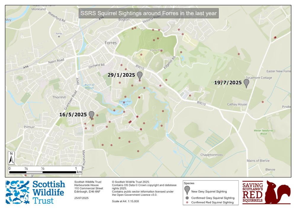 A map of Forres with red dots representing red squirrel sightings, and three grey pins representing grey squirrel sightings. The grey pins are dated 29/1/2025, 16/5/2025 and 19/7/2025.