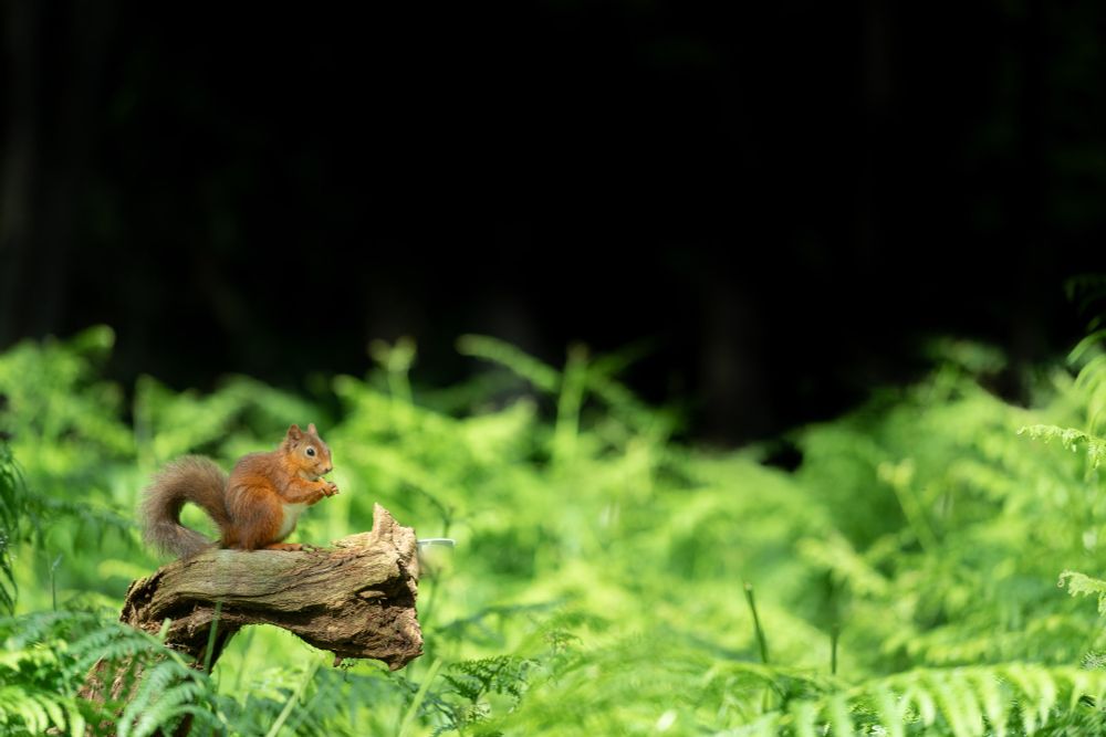 A red squirrel on a fallen branch, surrounded by vibrant green plants.