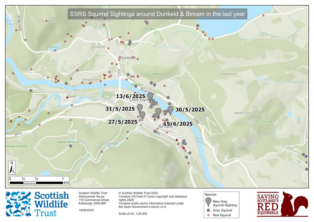 A map of the area around Dunkeld and Birnam, showing red and grey dots representing squirrel sightings. Five grey dots around Birnam are highlighted, showing the recent dates they were recorded.