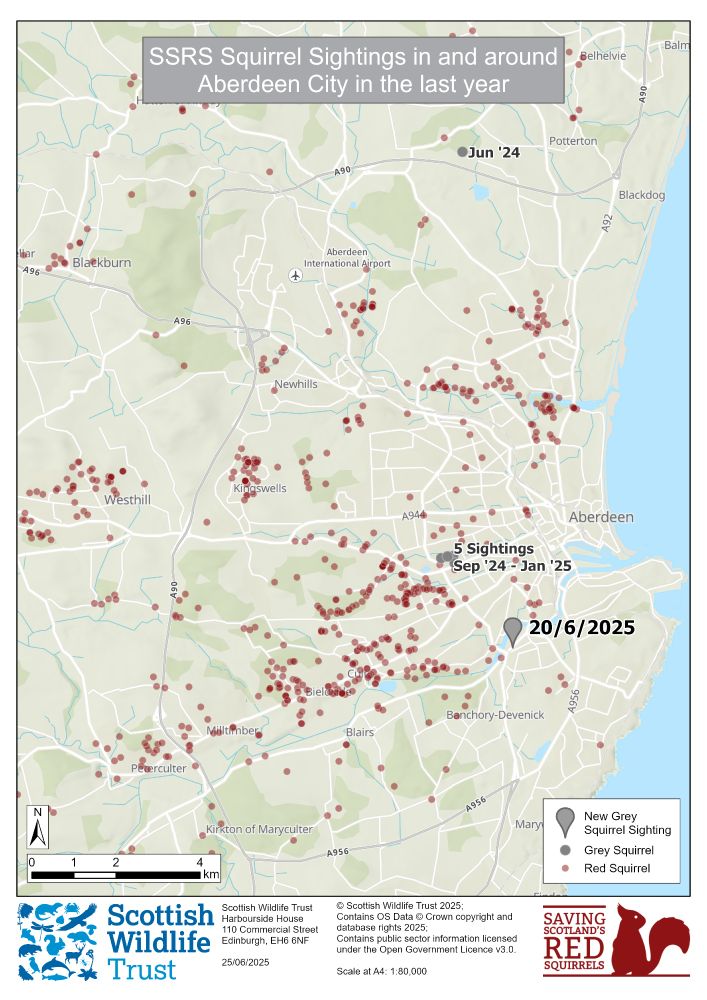 A map of all squirrel sighting in and around Aberdeen in the last year. Almost all the dots are red, representing red squirrels. There a few grey dots representing grey squirrels. One of these is highlighted as being from 20/6/2025.