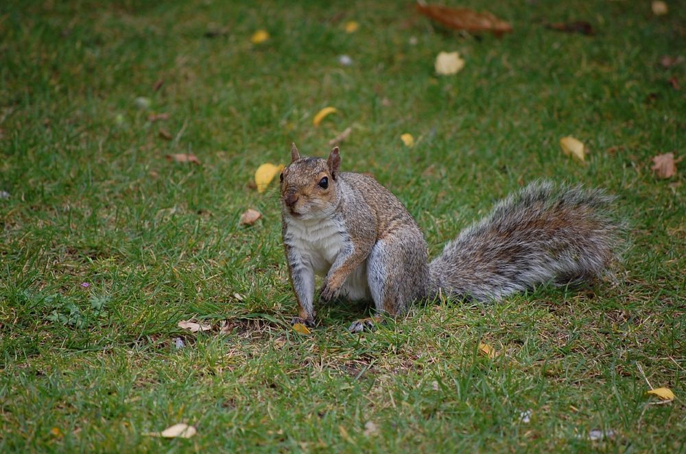 A grey squirrel on grass.