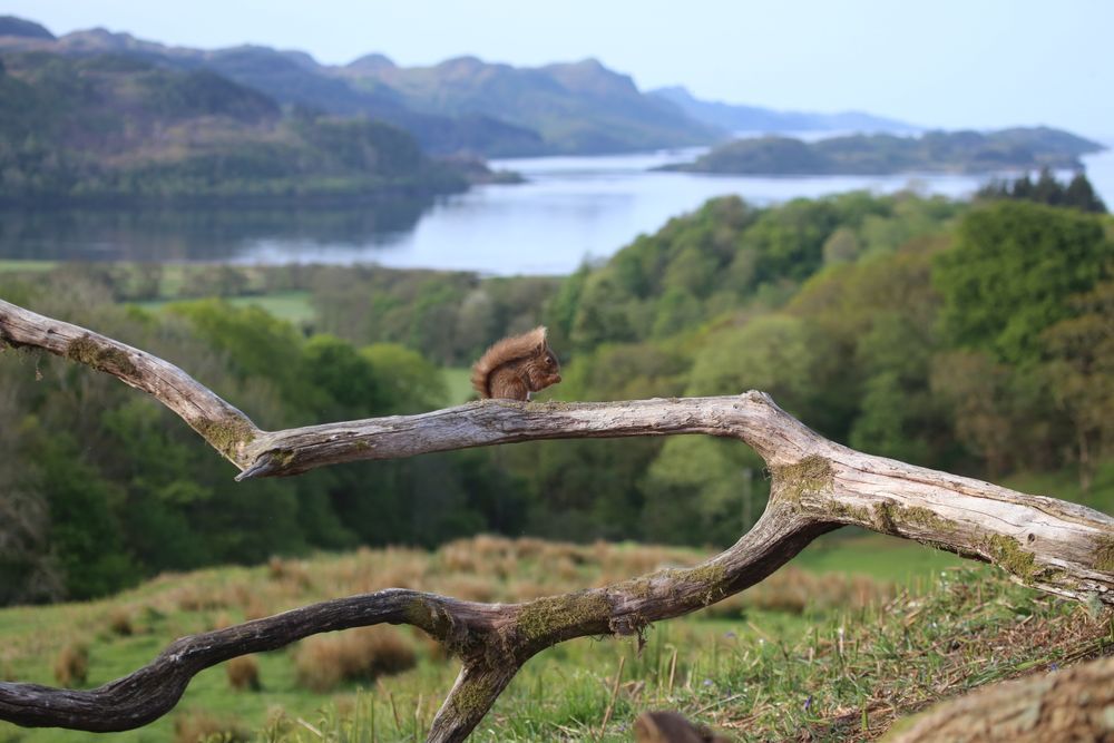 A red squirrel perched on a tree branch. Woodland, hills, a loch and islands are in the background.