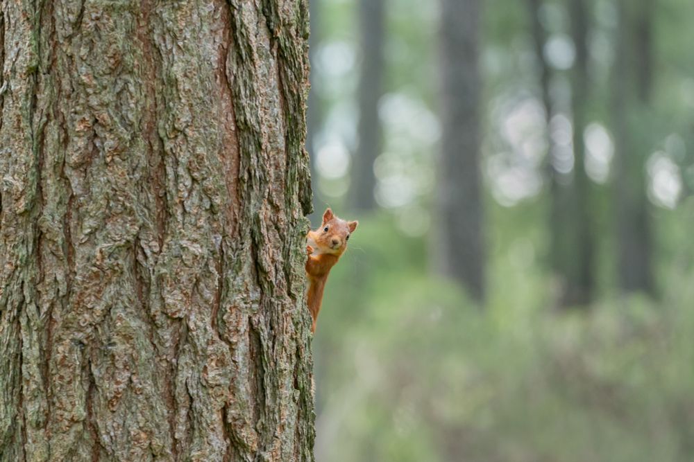 Our current social media header. A red squirrel poking its face around the side of a large tree trunk.