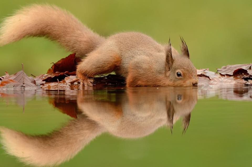 A red squirrel drinking from still water, with a perfect reflection.