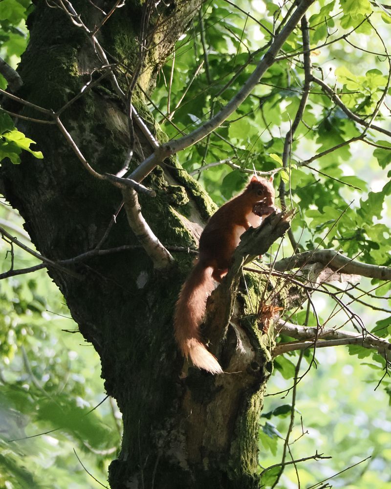 The same red squirrel perching on a branch with the mushroom, ready to eat it.