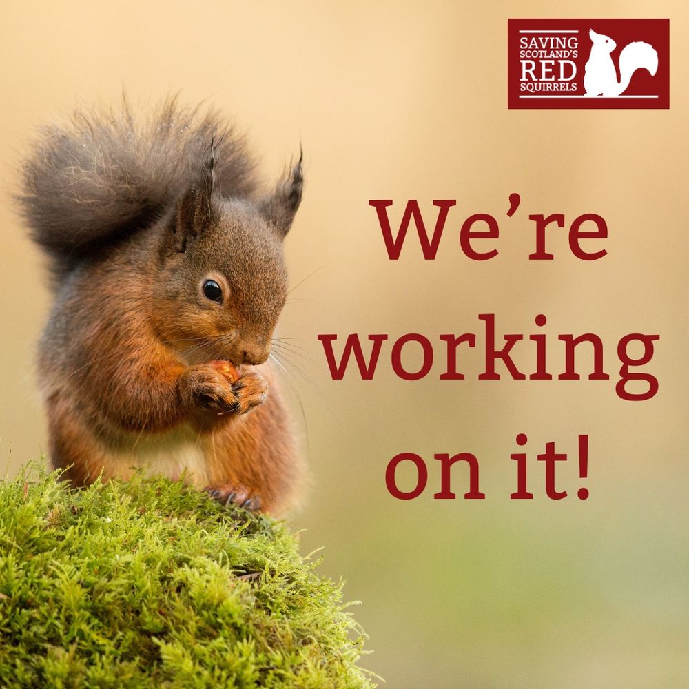 A red squirrel on a mossy stump holding a nut. Text reads "We're working on it!"