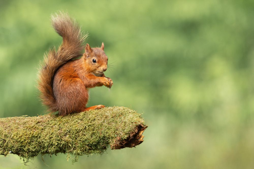 A red squirrel on a mossy branch.