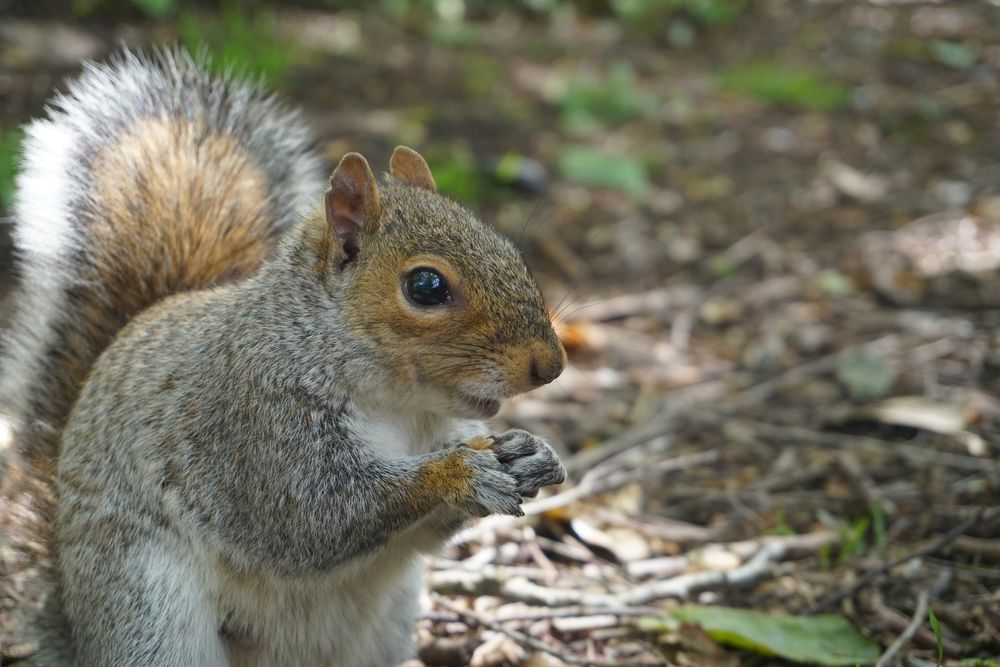 A close up image of a grey squirrel showing a white ‘halo’ of hair around the tail.