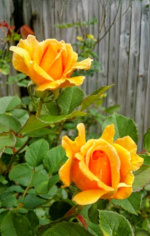 Comment image