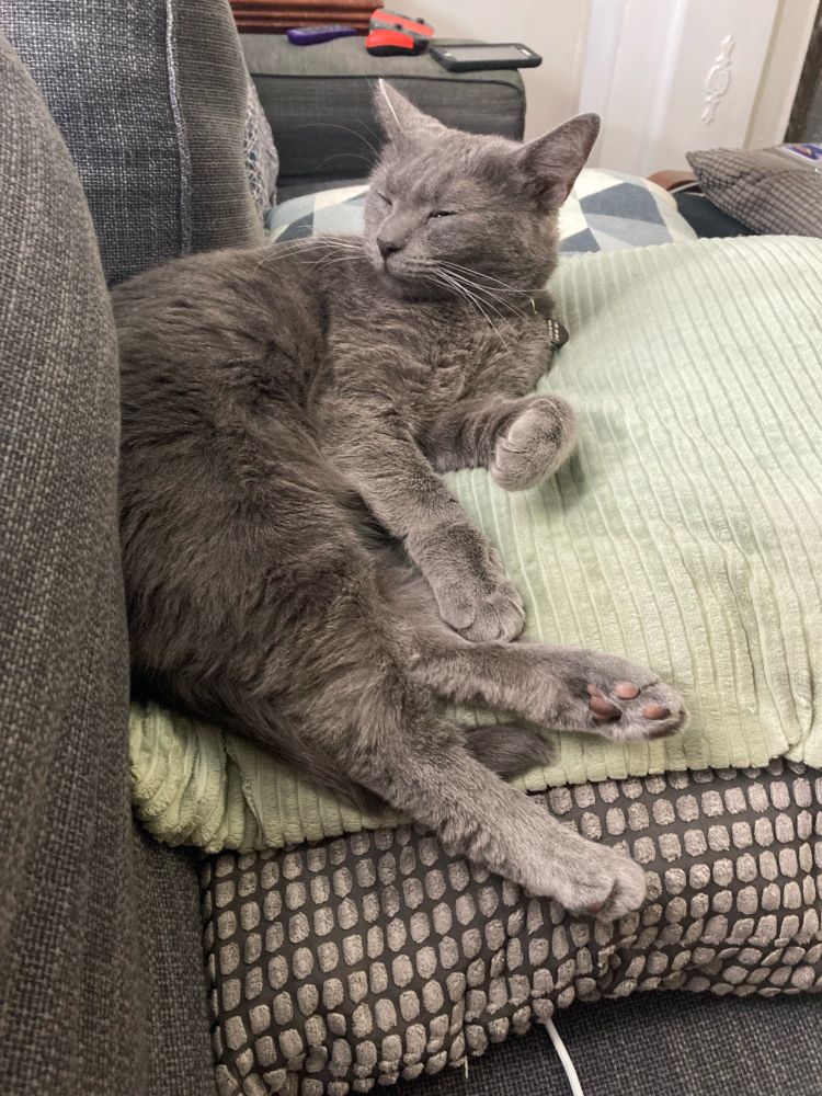 A grey cat looking very rumpled and grumpy with her eyes mostly closed and ears in partial airplane mode while luxuriously stretching out on a fuzzy mint green pillow on a grey sofa