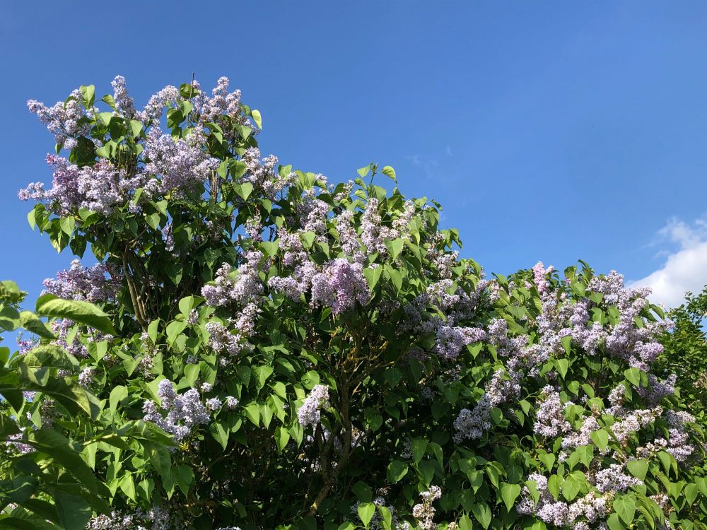 View of the top of a large expanse of tall, lush lilac bushes, against a clear blue sky, with one small cloud on the right centre of the photo, nestled in a bit more lilac.