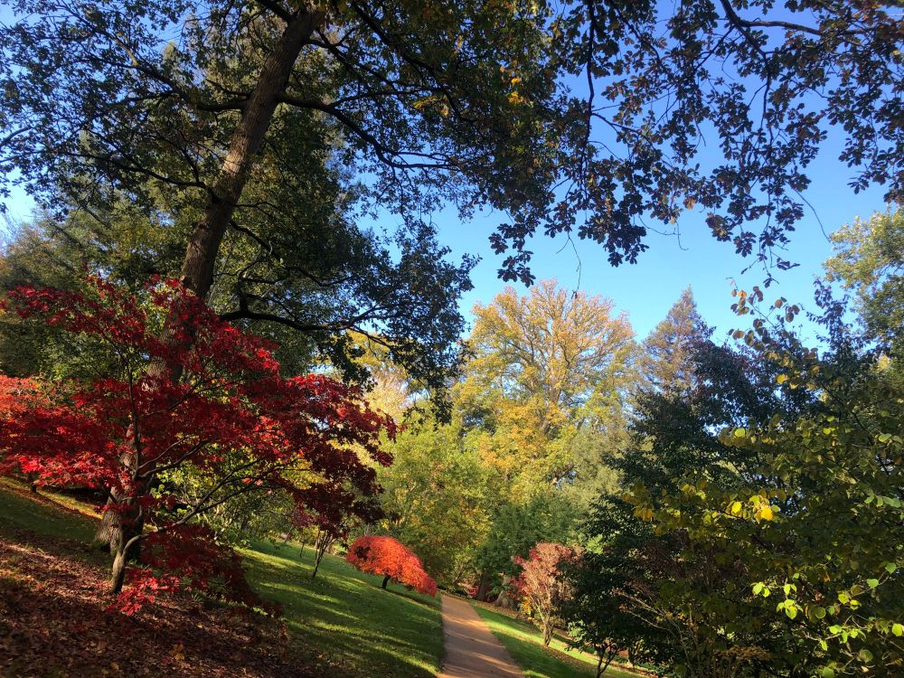View down a path through an arboretum, conifers line the path in the foreground, interspersed with Japanese maple and other trees in full red, some yellow leaved trees in the background. A blue sky through branches.
