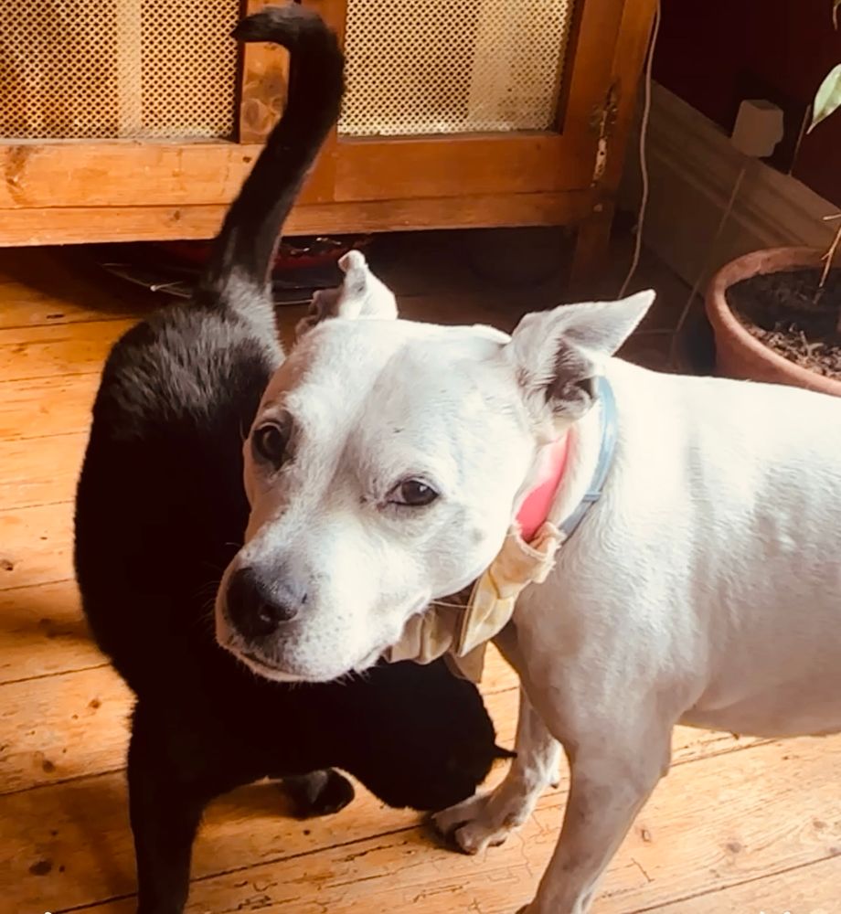 friends, Betty (dog) and Humphrey (cat)