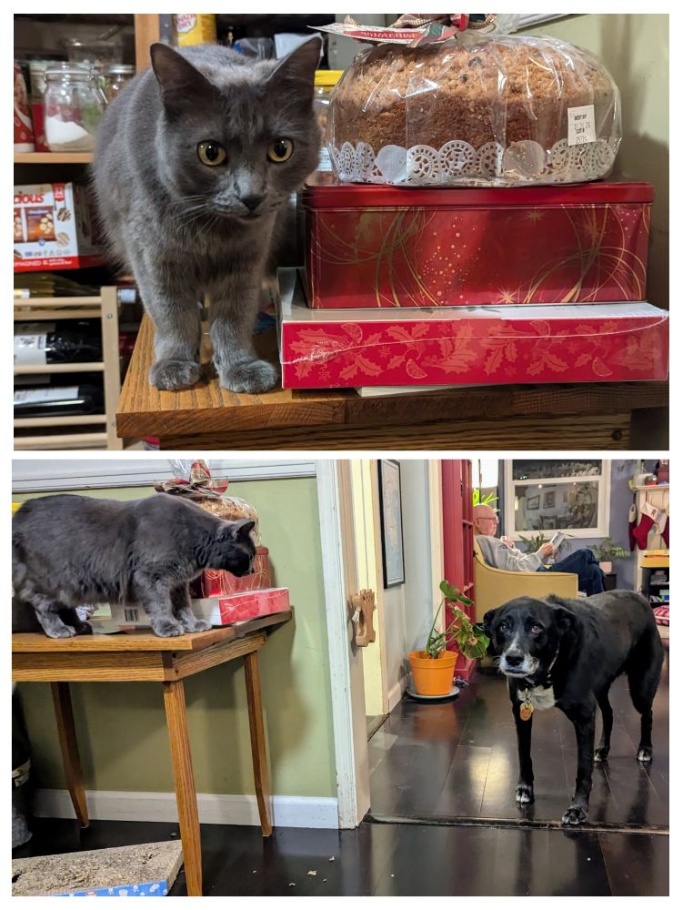 Halo keeping Sami away from the treats!