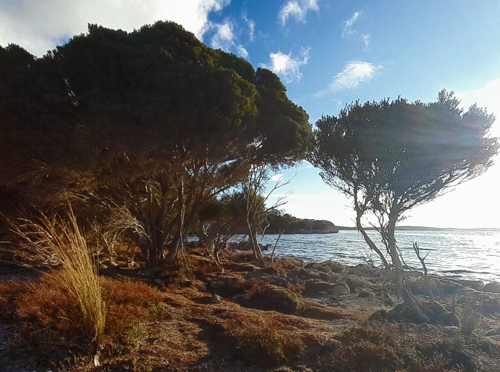 Native Australian tea trees stand on a limestone sea shore in the golden afternoon sunlight. Blue sky with fluffy white cloud 4/8th filling the background, yellow tall grass gently blowing in light breeze in left lower corner and the tea tree siloettes dominate the scene with their low growing, twisted, dwarf looking form. A calm, relaxed and peaceful seascape that was filled with the calls of many native birds.