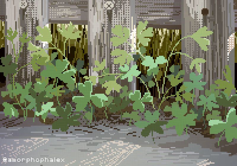 clovers by a fence