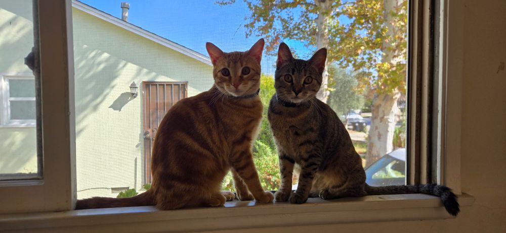 Two cats, one an orange tabby, one a grey tabby, sitting in a window facing the camera. A bright sunny suburban Southern California day is visible through the window behind them. 