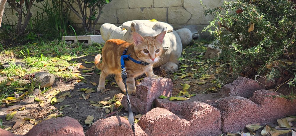 An orange tabby cat wearing a harness with a leash attached, posing on a piece of brickwork in a backyard.