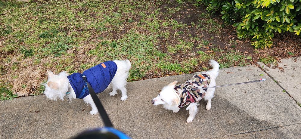 Two small white dogs standing on a rainy sidewalk next to a grassy lawn. The larger dog on the left is wearing a blue puffer-style rain coat, and the one on the right is wearing a camouflage rain coat, and also appears to be in the middle of shaking.