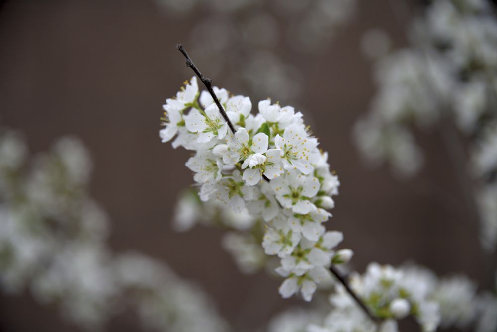 A branch full of Pluerry flowers