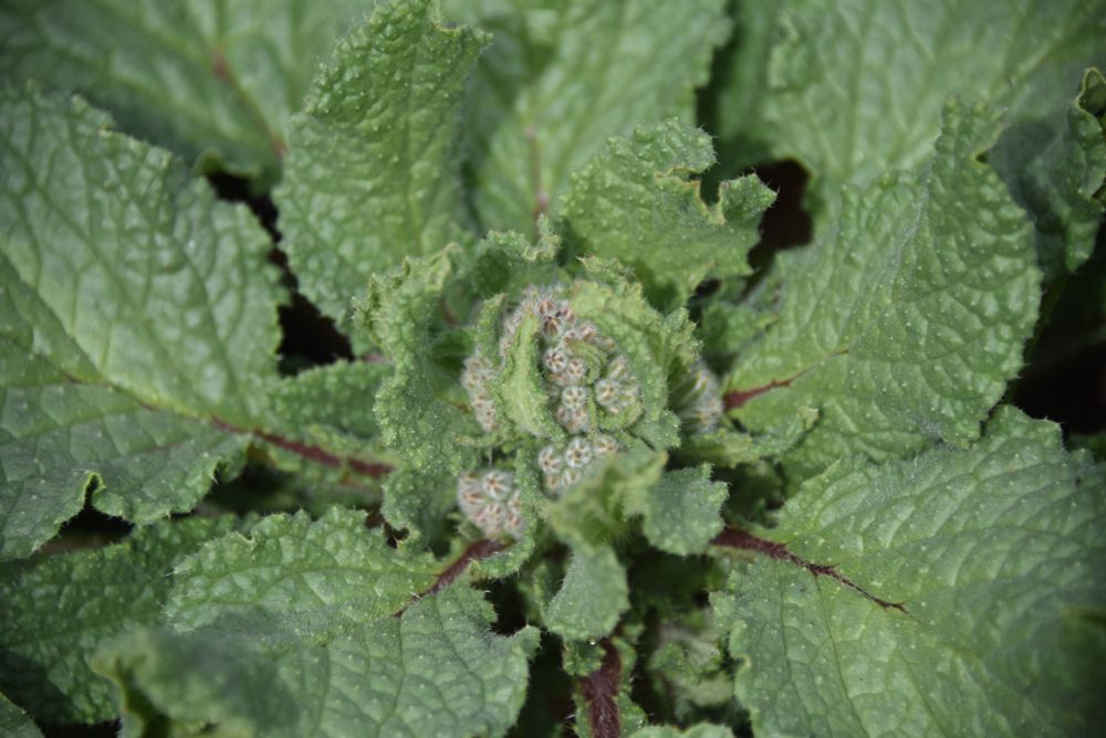 Starflower (borage: Borago officinalis) buds