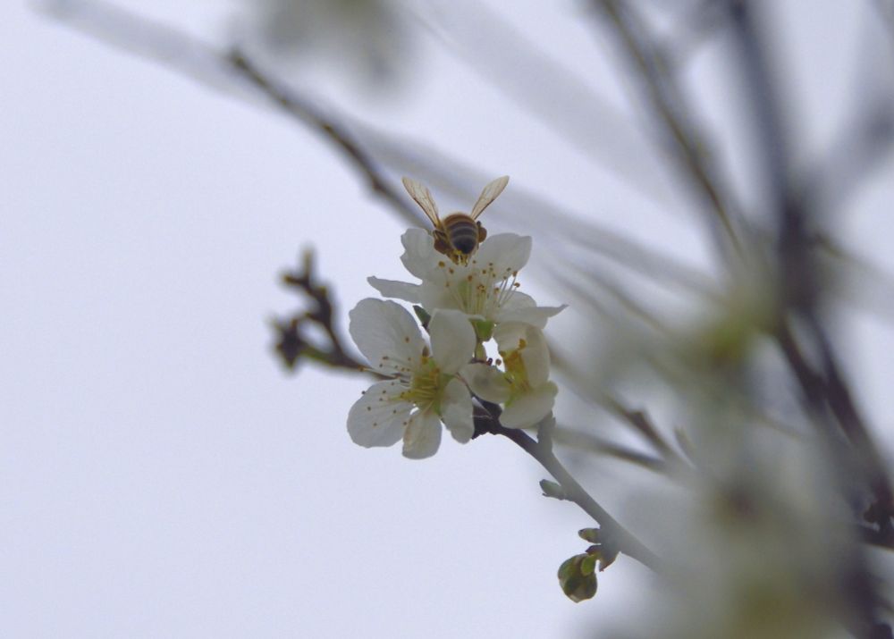 Bee in a Pluerry flower