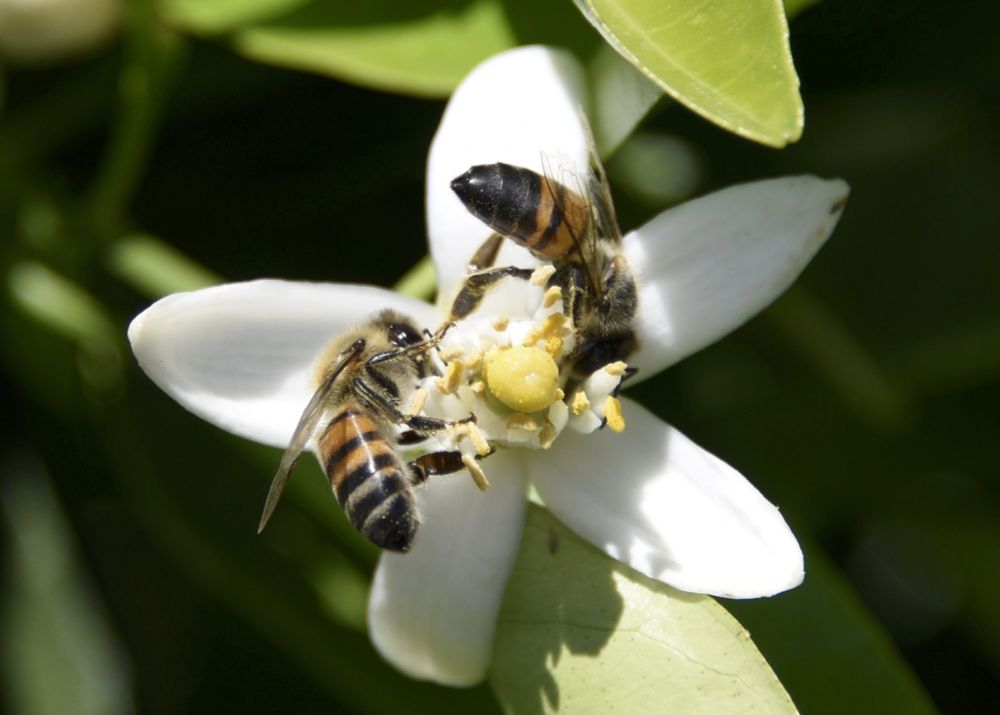 Two bees on a citrus flower