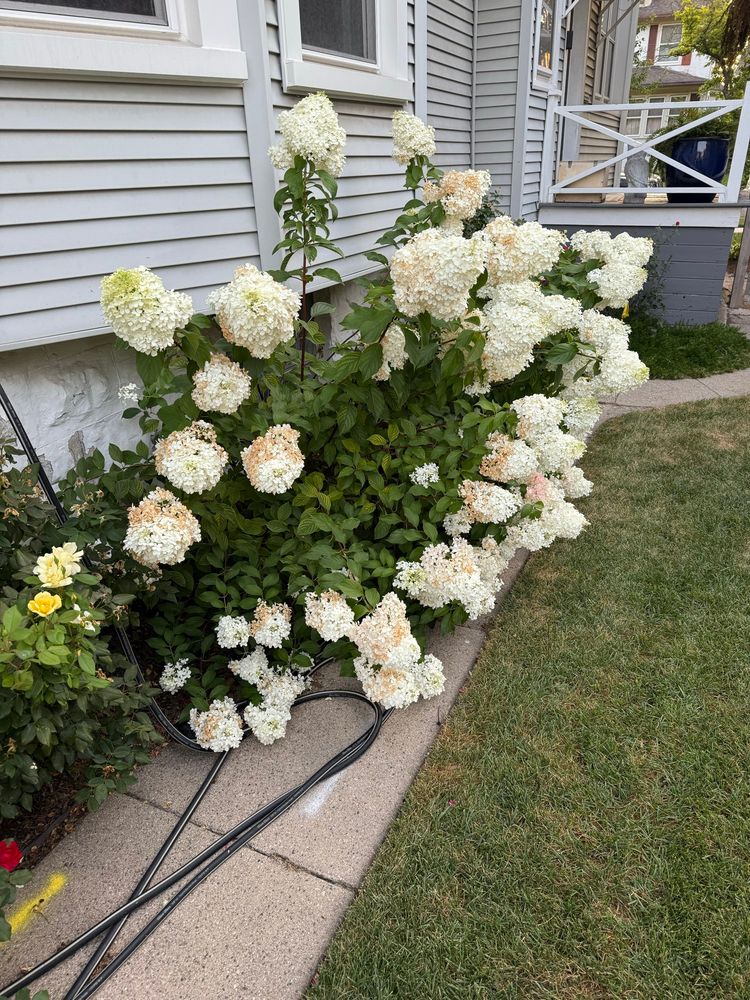 Hydrangeas along the side of my house, these are called Strawberry Sundae, due to the fact that they will get pinker on top as they mature. 