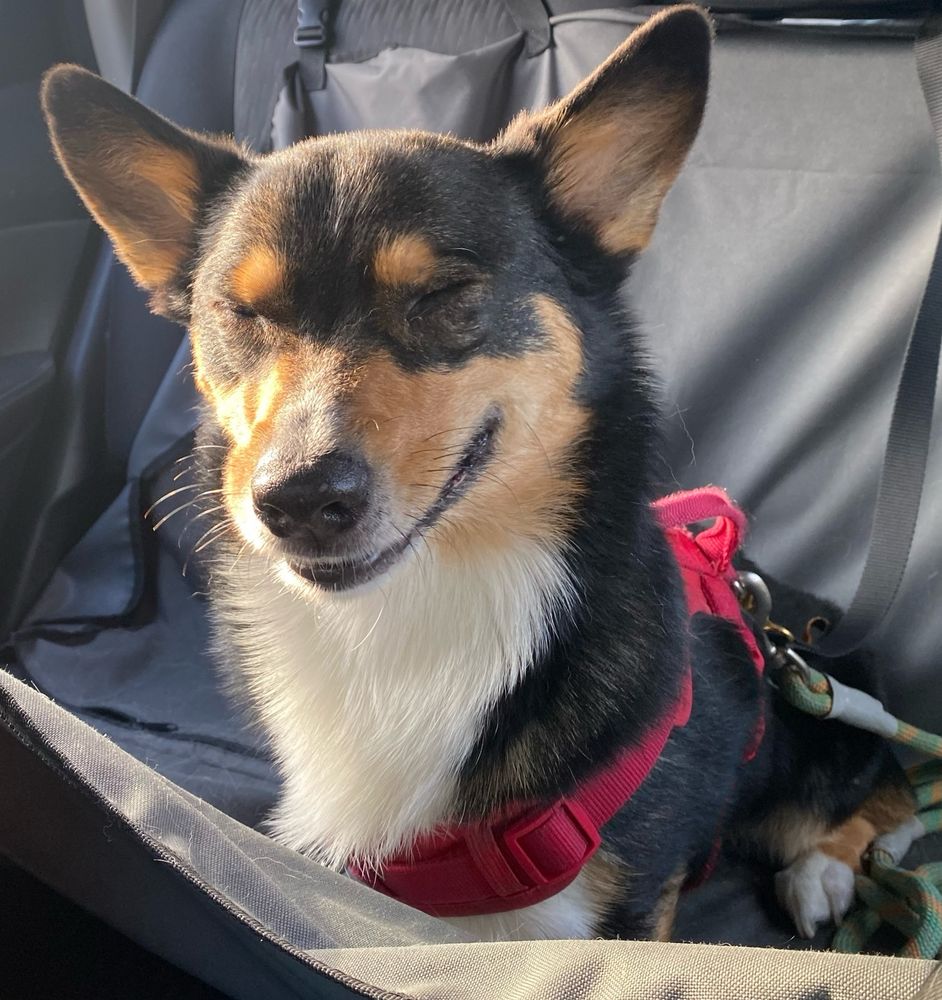 Booster after eating an ice cream pup cup.