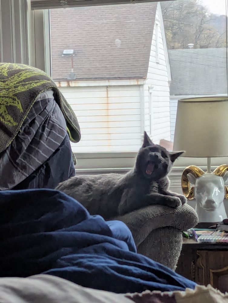 A picture of a yawning Pixel on a chair near the foot of the bed 