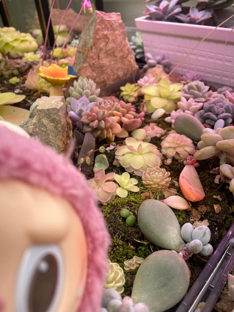 Pink doll face peeking from corner of picture. Behind is a tray of colorful carnivorous plants named Pinguicula & some succulents. The color pallet is mostly pinks, blues, oranges, and purples with hints of grunt from the moss growing between the plants. Accenting the flanks are orange-brown pieces of flagstone. 