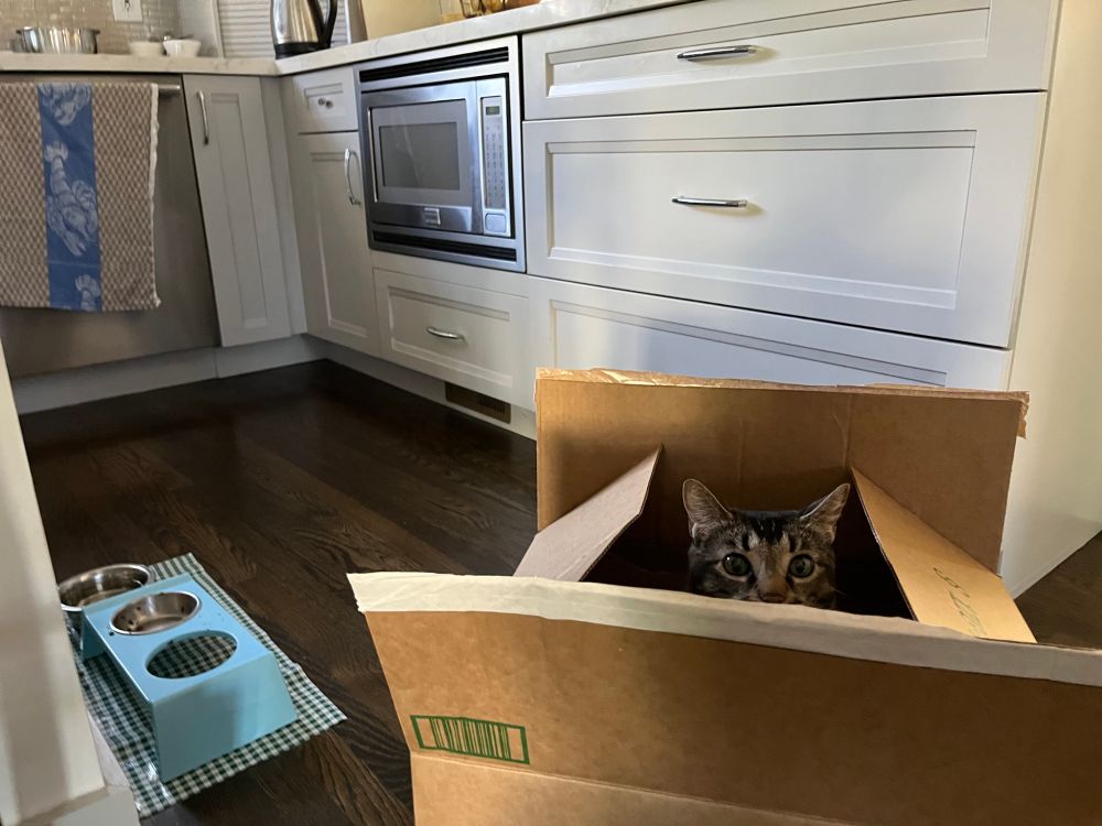 Open brown cardboard box in the middle of a kitchen with pale gray drawers and cabinets. There is a brownish tabby cat in the box, peering out at you—she’s visible from nose to ears.