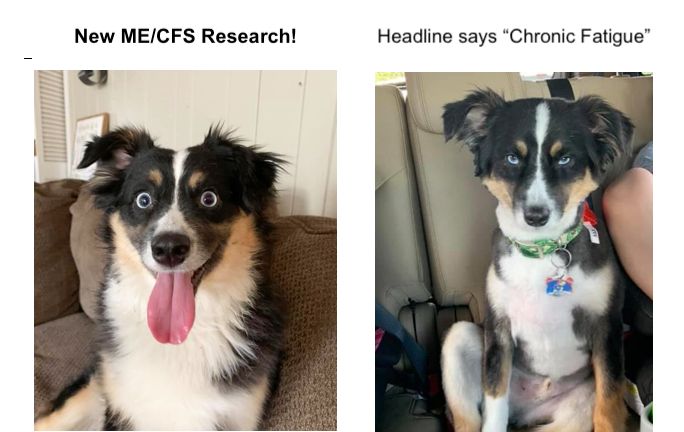 Side by side photos of a dog. The left photo shows the dog looking very excited, tongue hanging out, with the caption: "New ME/CFS Research!" The right photo shows the same dog after a grooming session, with an expression that looks annoyed, with the caption:" Headline says 'Chronic Fatigue'"