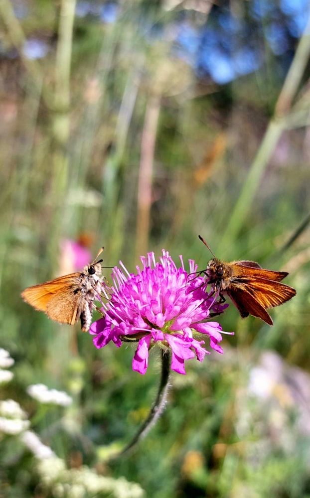 Two small brown Skipper butterflies on a pink flower, looking into each other's eyes. 