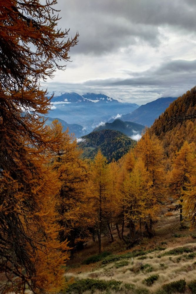 View from the Torgnon woods, italian Alps.
From an autumnal larch forest, the nearby valleys can be seen under a cloudy sky. 