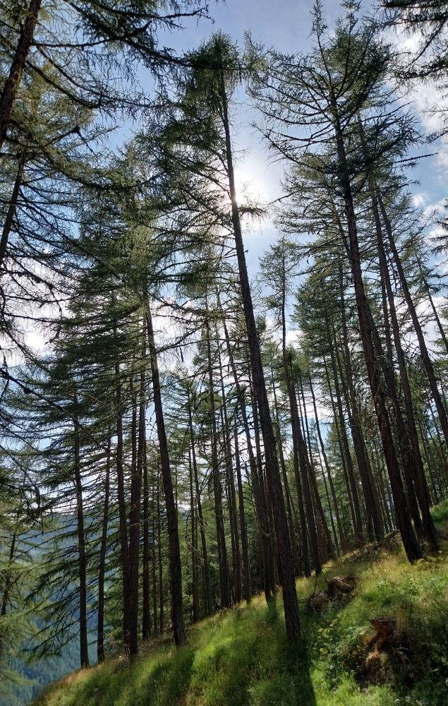 The image shows a sparse larch forest on a mountain slope (1900m). The sky is blue and the sun is behind the trees, casting their shadows on the ground.
