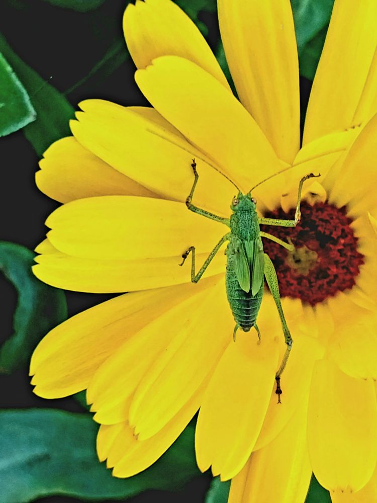 A green insect on a yellow flower, seen from above. It looks like a grasshopper; I'm sorry, but I couldn't exactly identify which Orthoptera it is.